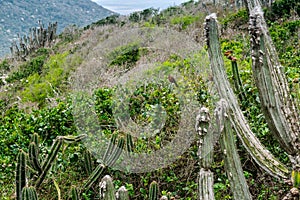 Cacti full of birds in the mountains around Praia do Arraial do Cabo Atalaia.