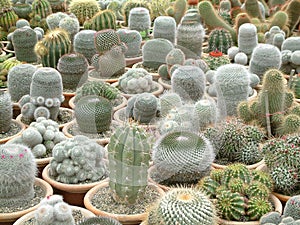 Cacti Galore