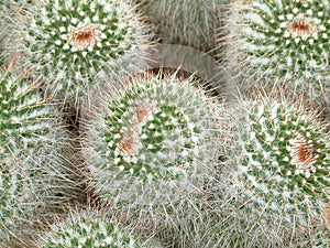 Cacti Galore