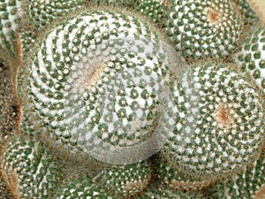 Cacti Galore photo