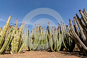 Cacti garden. Green cacti and succulents growing in botanical garden