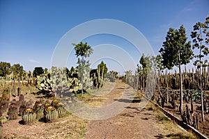 Cacti garden. Green cacti and succulents growing in botanical tropical garden