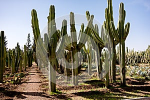 Cacti garden. Green tall cacti and succulents growing in botanical garden