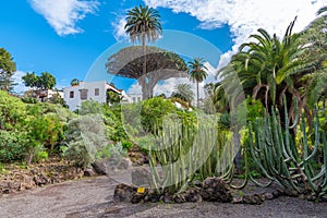 Cacti garden at Icod de los Vinos, Tenerife, Canary Islands, Spain