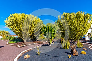 Cacti garden at Museum of Majorero cheese at Fuerteventura, Canary Islands, Spain