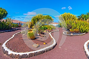 Cacti garden at Museum of Majorero cheese at Fuerteventura, Canary Islands, Spain