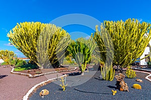 Cacti garden at Museum of Majorero cheese at Fuerteventura, Canary Islands, Spain photo