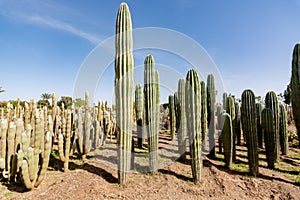 Cacti garden. Tall green cacti and succulents growing in botanical garden