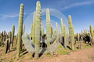 Cacti garden. Tall green cacti and succulents growing in botanical garden