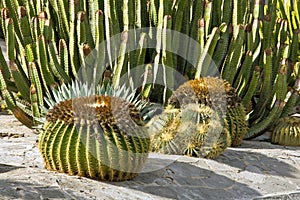 Cacti in Gran Canaria