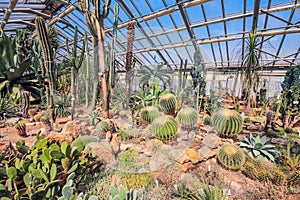 cacti in the greenhouse of the botanical garden on a sunny day photo