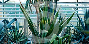 Cacti in a greenhouse of different sizes and types green with fluff with large needles