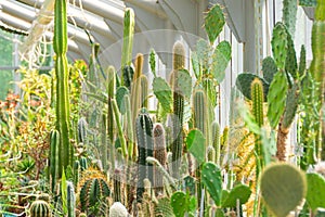 Cacti in a greenhouse of various types