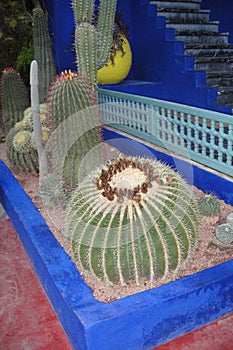 cacti on the ground beside the stairs