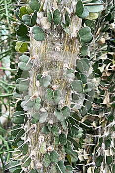 Cacti grow in a greenhouse. Alluaudia ascendens, close up.