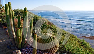 Cacti growing above panoramic view of Pacific Ocean