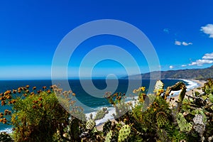 Cacti growing along the shoreline of Point Dume, Malibu, California, USA.