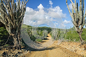 Cacti growing alongside a dirt road through the hills of Bonaire