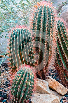 Cacti growing in an arid greenhouse at the Frederik Meijer Gardens