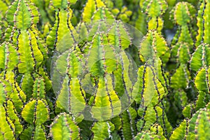 Cacti growing in the field