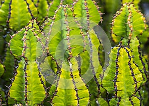 Cacti growing in the field