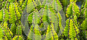 Cacti growing in the field