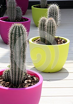 Cacti are grown on sunny terraces