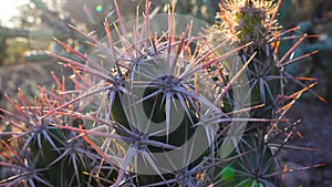Cacti Grusonia kunzei. Long cactus spines close up. Arizona