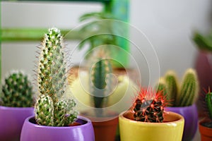 Cacti in home garden