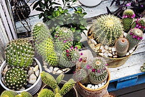 Cacti inhabit various regions