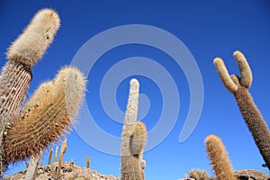 Cacti on the Isla del Pescado photo