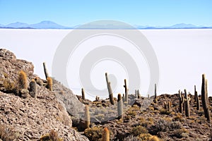 Cacti on the Isla del Pescado photo
