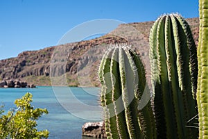 Cacti at Isla Espiritu Santo