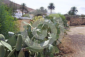 Cacti on the island of Fuerteventura