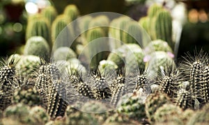 Cacti Lined Up in a Row