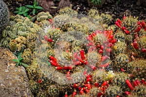 Cacti Mammillaria prolifera with flowers and red fruits photo