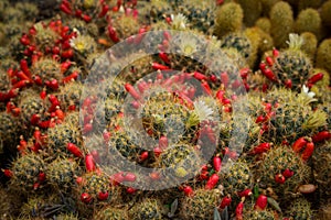 Cacti Mammillaria prolifera with flowers and red fruits photo