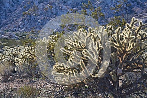 Cacti in the Mojave desert