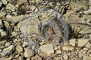 Cacti New Mexico. Eagle claws, Turk`s head, devil`s head Echinocactus horizonthalonius in a rocky desert in New Mexico, USA