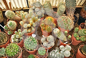 Cacti nursery