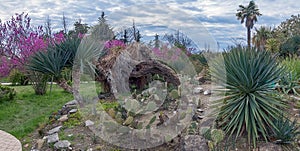 Cacti in park Southern cultures. Adler, Russia.