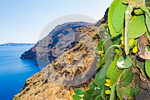 Cacti plant with fruits at Therasia island cliff top Cyclades Greece photo