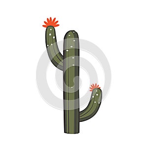 Cacti plant vector image, cactus tree illustration