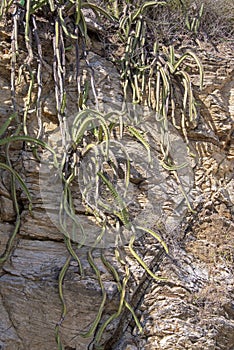 Cacti plants on a cliff