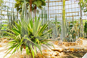 Cacti and plants of the desert.