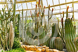 Cacti and plants of the desert.