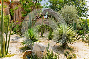 Cacti and plants of the desert.