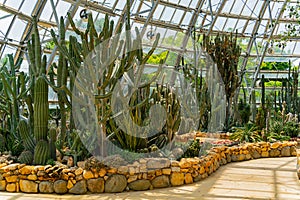 Cacti and plants of the desert.