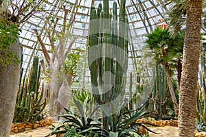 Cacti and plants of the desert.