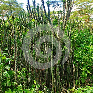 Cacti plants in the garden outdoor for backgrounds